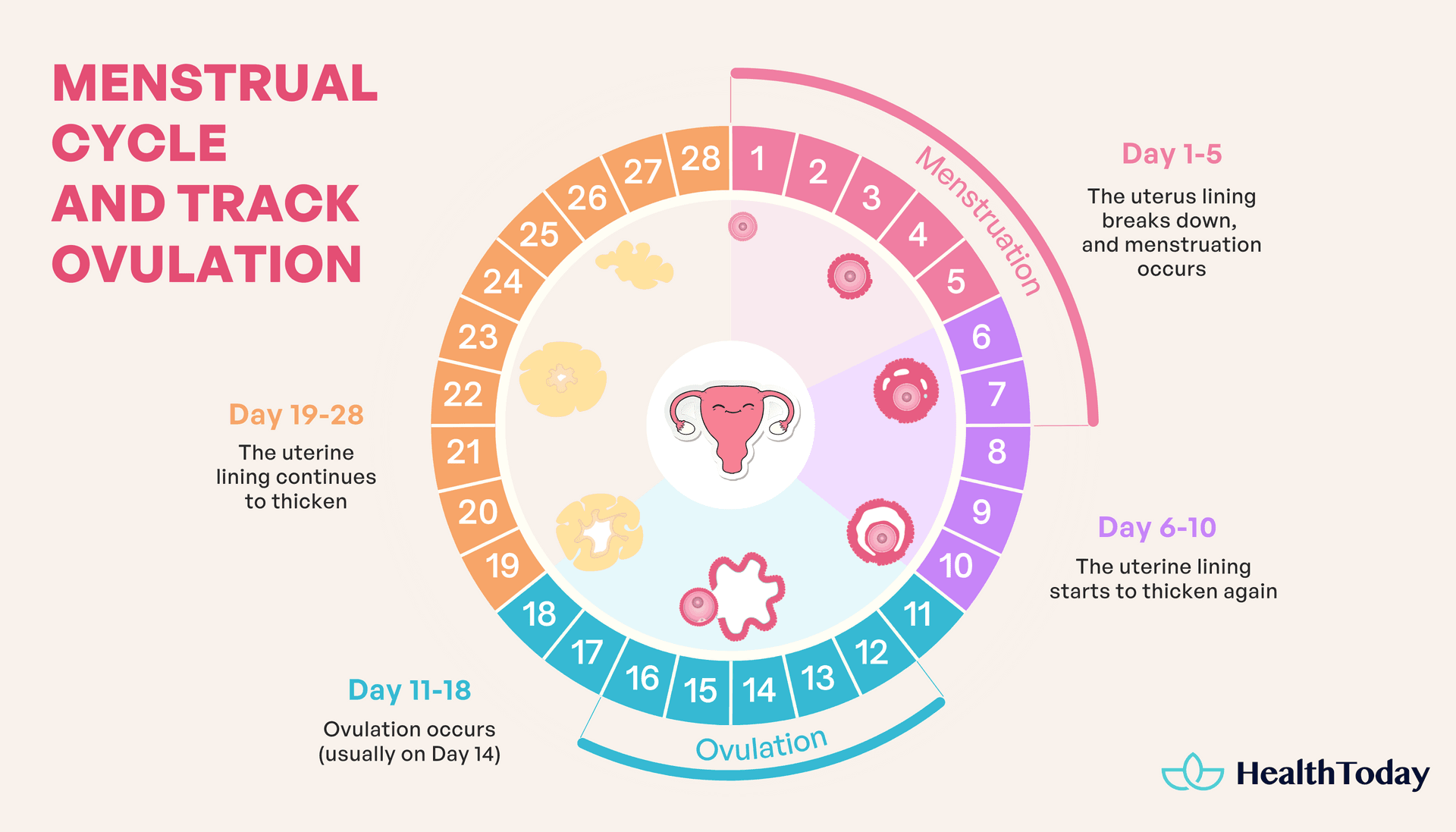 Menstrual cycle and track ovulation