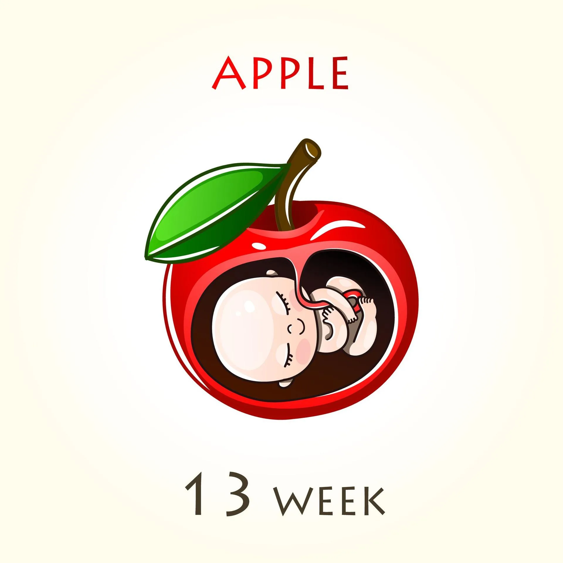 13 weeks baby size