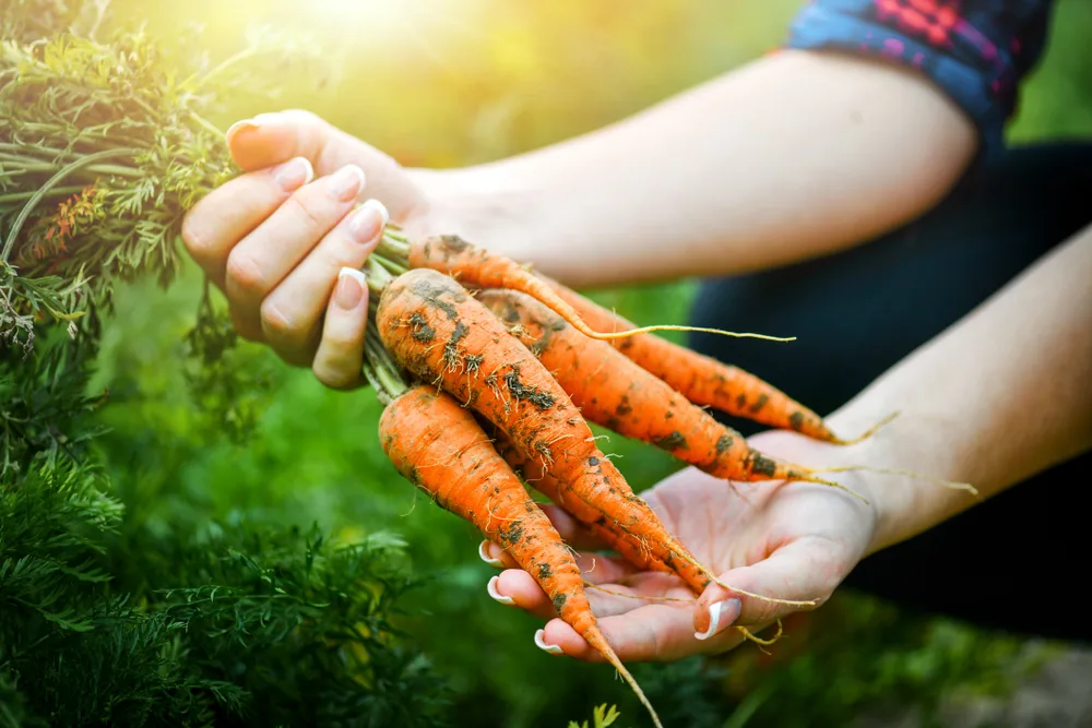 are-carrots-good-for-diabetics