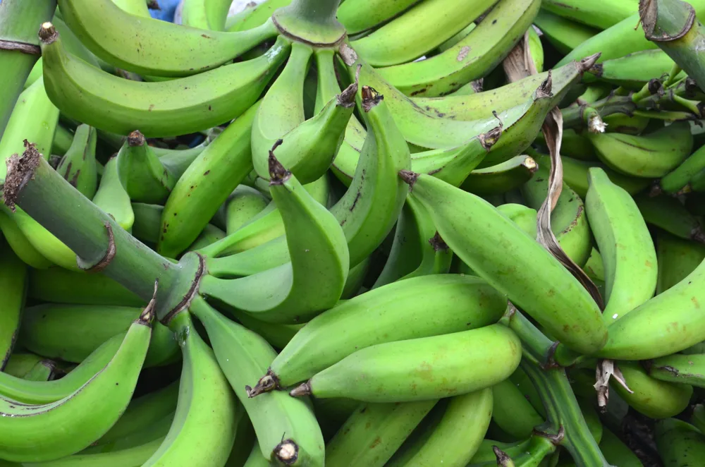 Do-plantains-have-gluten