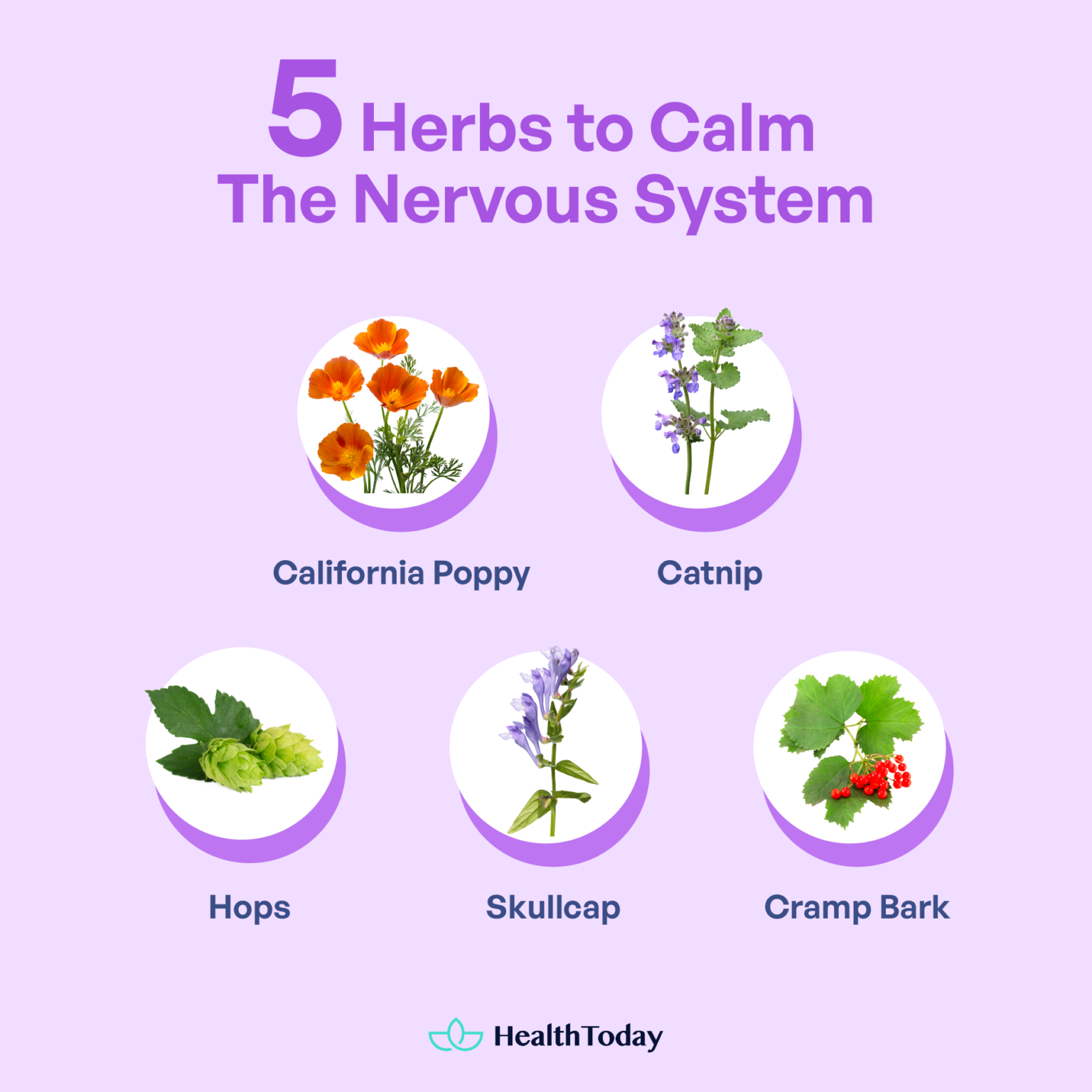 The Best Herbs That Help With Anxiety and Stress