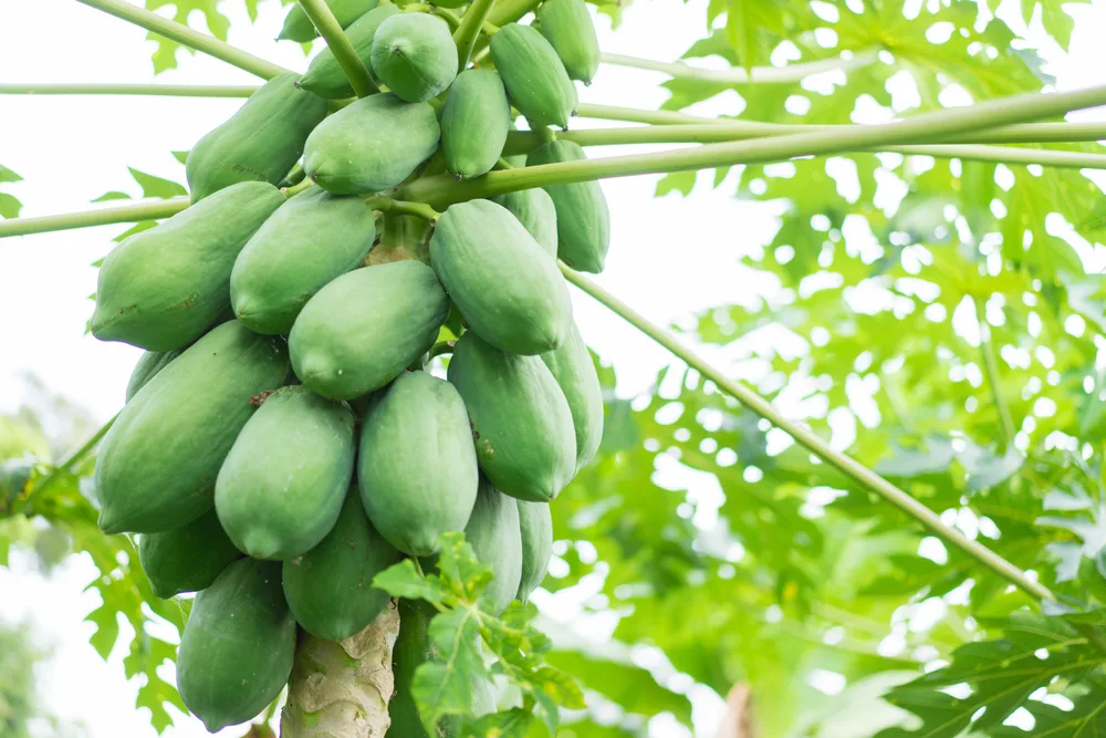 Papaya-Enzyme-Benefits-for-Skin