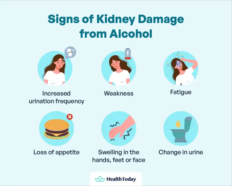 How Does Alcohol Affect Kidneys? Drinking and Kidney Facts HealthToday