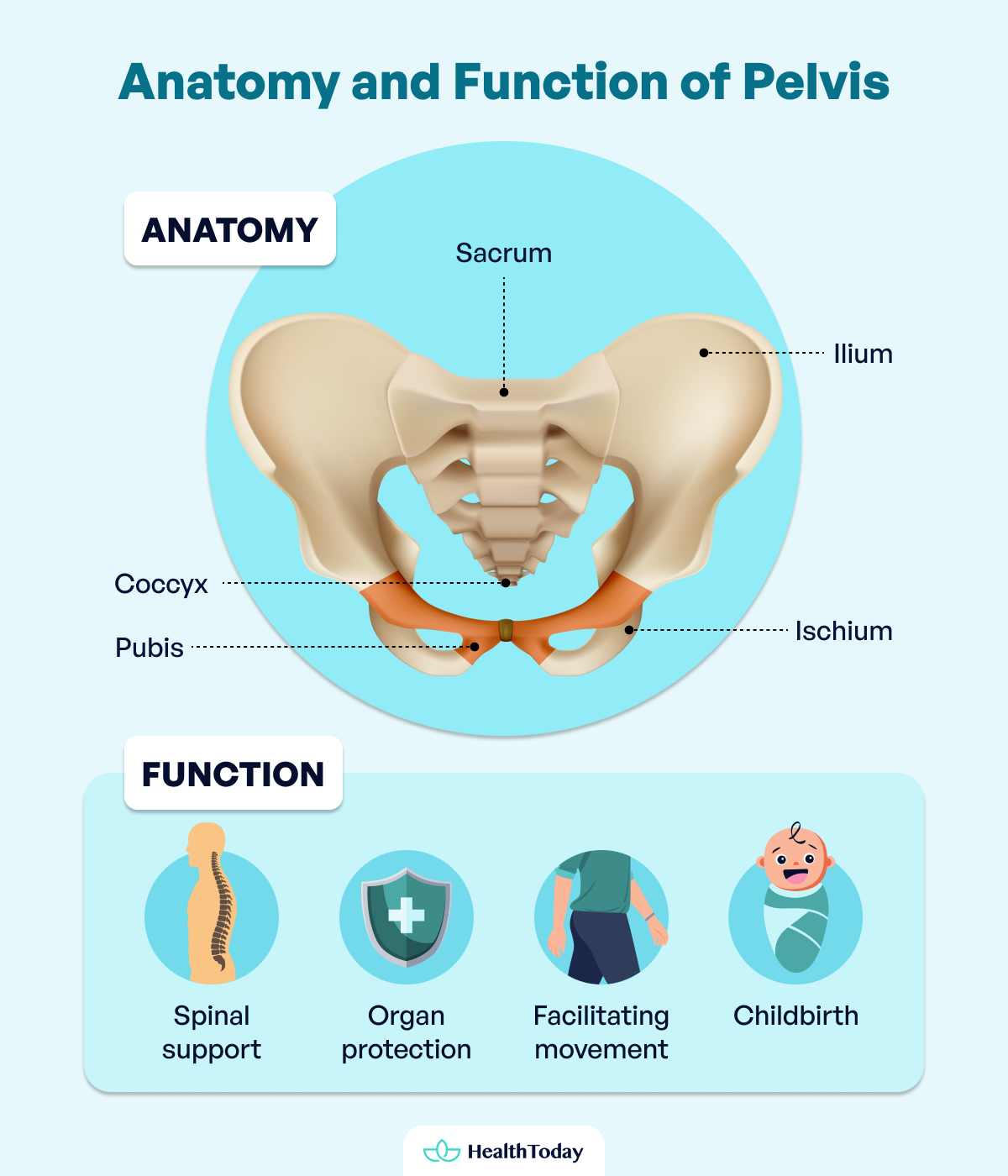 Where Is The Pelvis Anatomy Functions and Key Facts 01