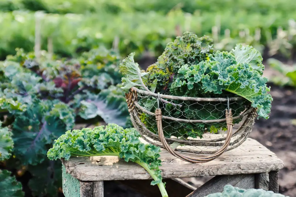 Best diet for prediabtes